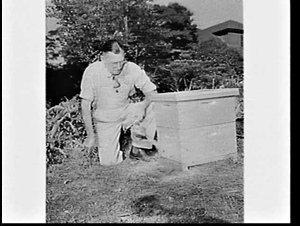 Amateur beekeeper, Colonel H.G. Pulling, with bees in h...