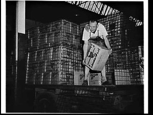 Unloading Tasmanian apples at Sydney Markets