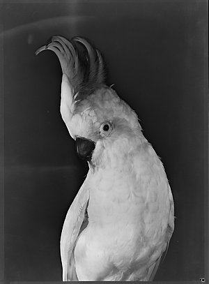 File 08: Stuffed birds, [1930s] / photographed by Max D...