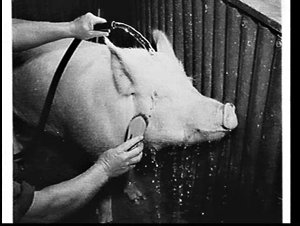 Pig being washed at the Royal Easter Show