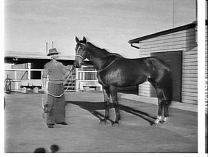 Racehorse Waipari, Randwick Racecourse