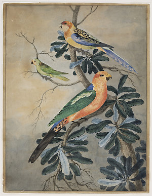 [King Parrot, Eastern Rosella and Musk lorikeet], ca. 1...