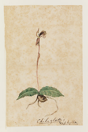 Item 06: Natural history and botanical drawings, ca. 18...