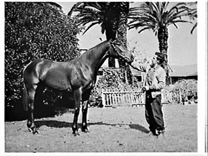 Racehorses, Jack Green's stables, Randwick