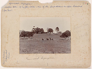 McIntosh and Campbell families - photographs of cattle ...