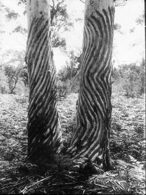 Aboriginal ceremonial carving on gum tree - Port Macqua...