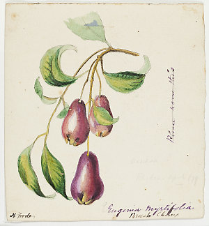 [Botanical drawings and views by members and friends of...