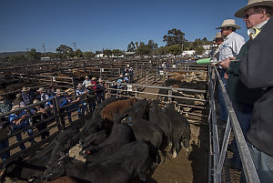 Item 32: Stock agents overseeing the auction of cattle ...