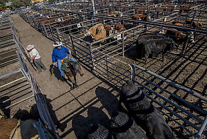 Item 33: Rider rounds up the cattle after sale, Gunneda...
