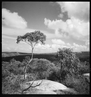 File 34: Frenchs Forest - fragment, [1939-1960s] / phot...