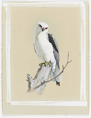 SERIES 02: Bird paintings from A Portfolio of Australia...