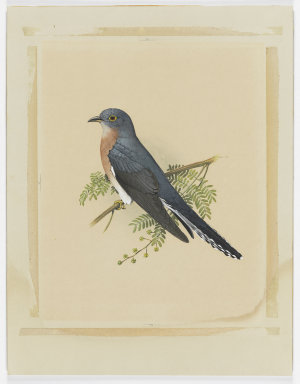 SERIES 02: Bird paintings from A Portfolio of Australia...