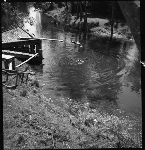 File 09: Kids jumping into waterhole, near Wollongong, ...