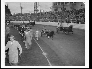 Parading cattle and pony traps in the ring events at th...