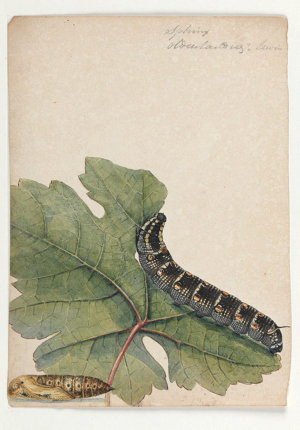 Sub-series 06: Sketches of caterpillars and moths, 1803...