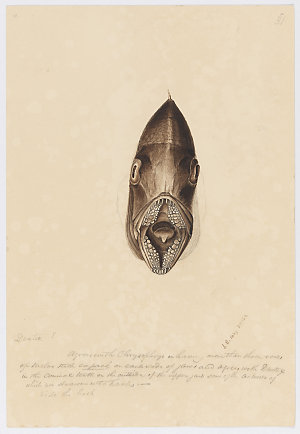 Volume 06: Natural history drawings of fish, ca.1839-18...