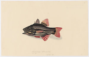 Volume 06: Natural history drawings of fish, ca.1839-1842 / by James Stuart