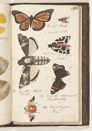 The Naturalists Companion containing drawings with suit...