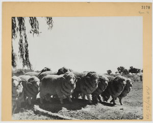File 13: Walkabout magazine : Victorian photographs [sh...