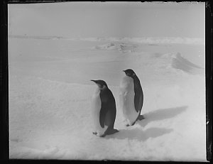 Q398: Emperor penguins on floe near West Base / Morton ...