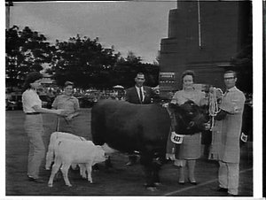 Prize-winning cow and calves, Royal Easter Show, 1961