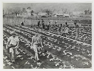 [New Guinea : military support services (food cultivati...