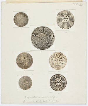 Item 0877: Diatoms. Actinocyclus tortuosus Mann. Plate ...