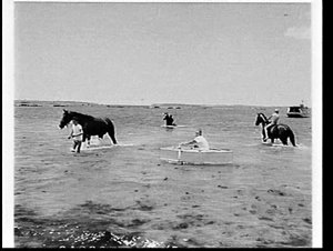 Swimming racehorses at Brighton-le-Sands