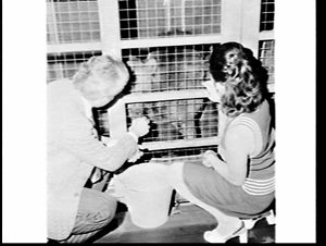 Pair (?) of bears in a cage in an OCL (Overseas Contain...