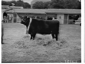 Champion Shorthorn cattle, Royal Easter Show, 1961