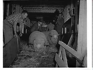 Prize rams freighted by Trans Australia Airlines, Masco...