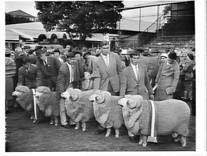 P. & O. trophy, Sheep Show, 1961