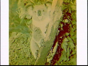 Koala at Taronga Park Zoo for a calendar for OCL (Overs...