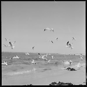 File 14: Toowoon Bay, seagulls, children, Dufty and dac...