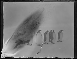 Q307: Emperor penguin / Frank Wild