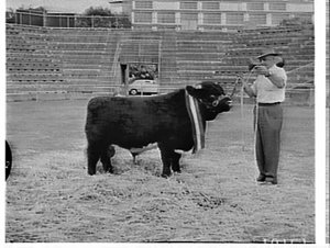 Champion bull, Royal Easter Show, 1961