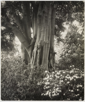 Harold Cazneaux : photographs chiefly of domestic archi...