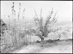 File 03: Early landscape, Kurrajong, 1940s / photograph...