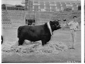 Champion poll Shorthorn bull, Royal Easter Show, 1961
