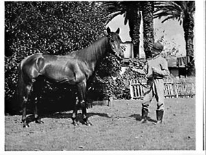 Racehorses, Jack Green's stables, Randwick