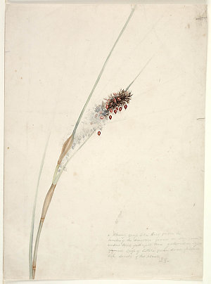 Mrs Elizabeth Gould collection of drawings of Australia...