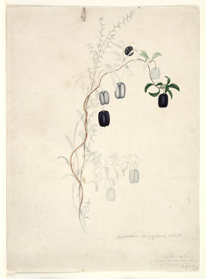 Mrs Elizabeth Gould collection of drawings of Australia...