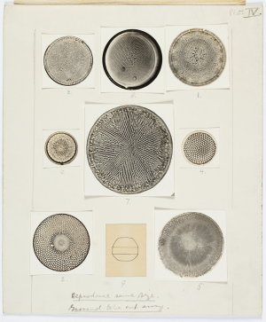 Item 0879: Diatoms. Coscinodiscus. Adumbratus Ost. Plat...