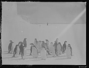 Q384: Adelie penguins below the shelf ice, West Base