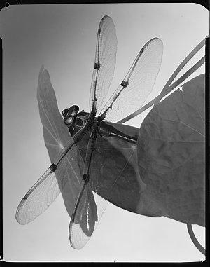 File 04: Dragon fly and nasturtium leaves, about 1969 /...