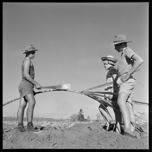 File 41: Cane cutting lesson, Queensland [1950s] / phot...