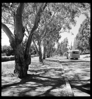 File 18: [Canberra, streets, 1941-1948] / photographed ...