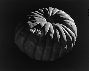 File 07: Pumpkin with butterfly, still life, May '90 / ...