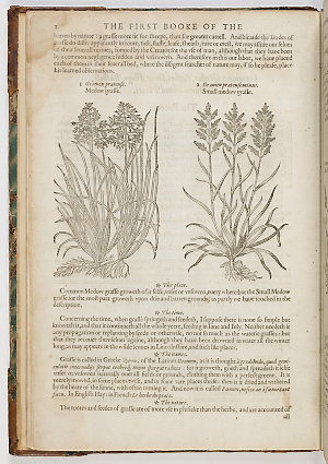 The Herball or Generall historie of plantes / gathered ...
