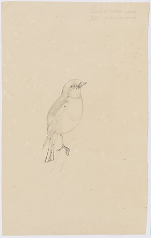 Volume 02: Natural history drawings of birds, ca. 1839 ...